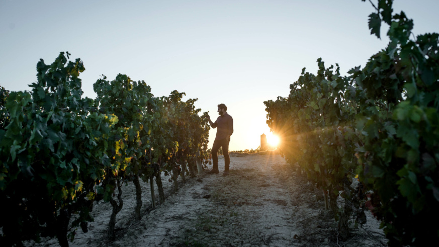 Someone inspecting a grape vine.