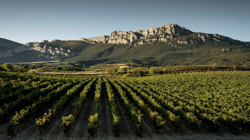 A vineyard in front of a rocky mountain