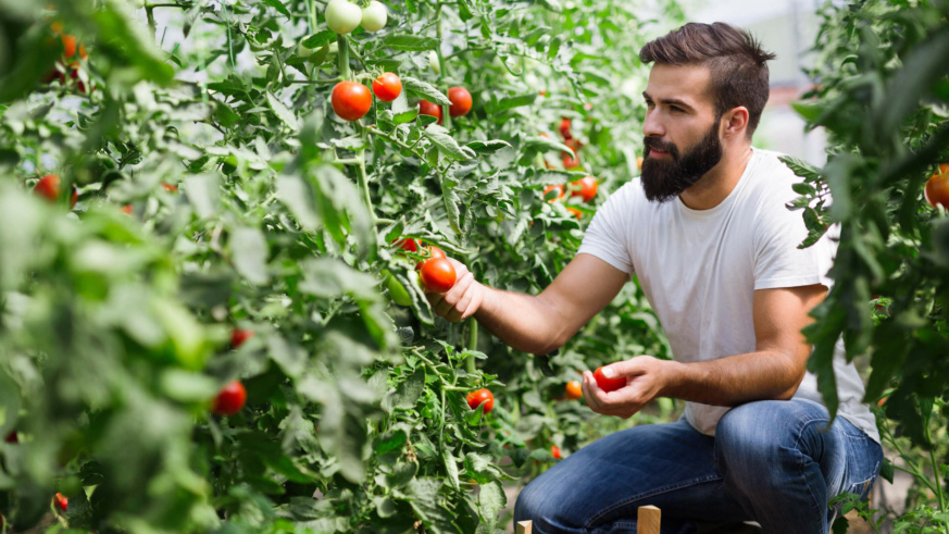 "Person harvesting ripe tomatoes in a lush greenhouse filled with tomato plants."