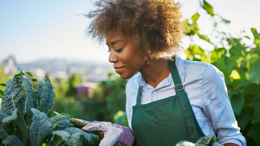 "Person wearing an apron tending to leafy greens in a sunlit garden."